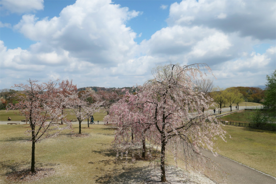 f:id:aohige0718:20190417225813j:plain 金沢城の枝垂桜