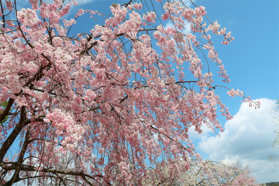 f:id:aohige0718:20190417225828j:plain 枝垂桜と青空