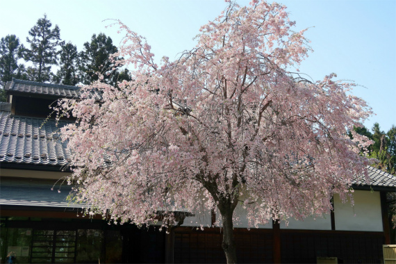 f:id:aohige0718:20190424221356j:plain 枝垂桜