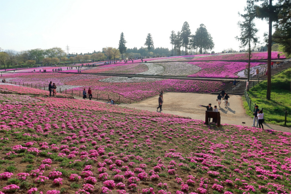 f:id:aohige0718:20190424221429j:plain 300円以上の価値がある芝桜の絶景