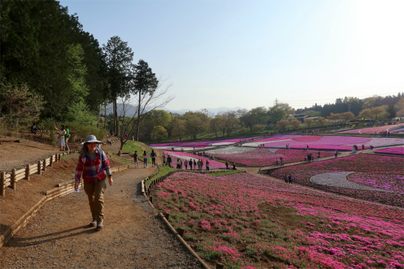 f:id:aohige0718:20190424221526j:plain 羊山公園の芝桜の絶景