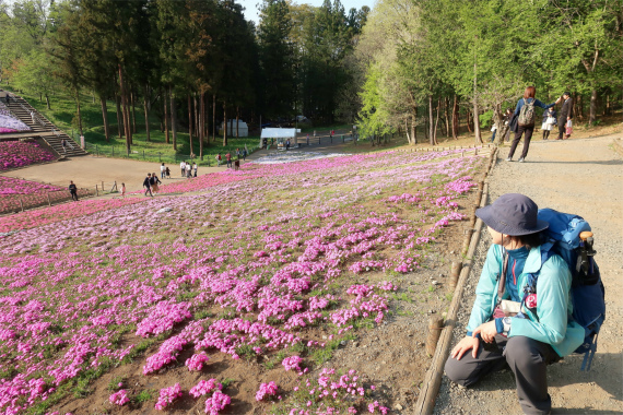 f:id:aohige0718:20190424221534j:plain 羊山公園の芝桜にウットリ
