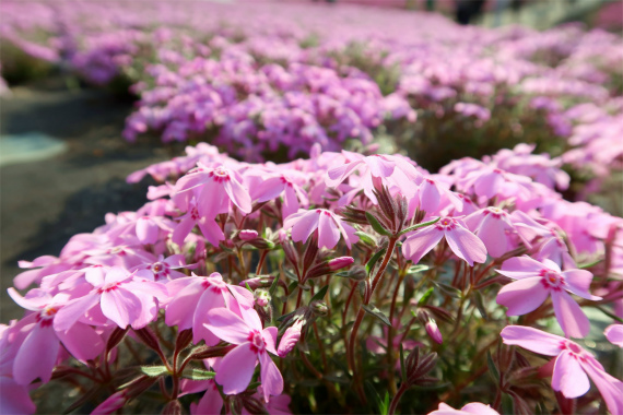 f:id:aohige0718:20190424221545j:plain 美しいという言葉は、芝桜の為に