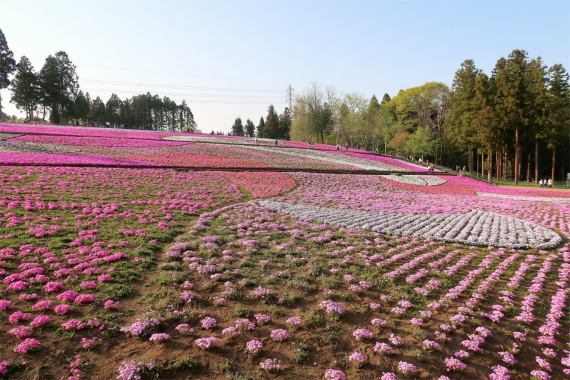 f:id:aohige0718:20190424221621j:plain 芝桜広場