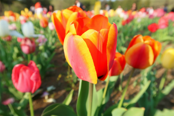 f:id:aohige0718:20190424221831j:plain 羊山公園チューリップ