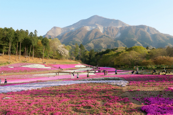 f:id:aohige0718:20190424221911j:plain 思い出に残る武甲山と羊山公園の芝桜