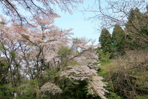 桜がモリモリ咲いてた