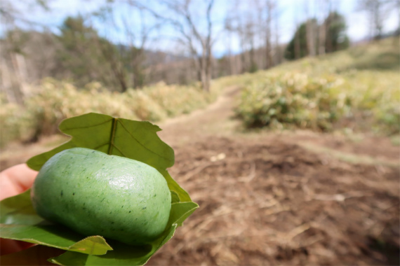 柏餅を持参峠の茶屋プレイ