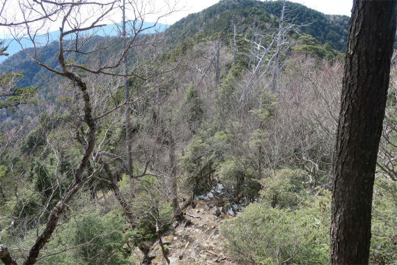 唐松尾山少し高度感のある下り道＆痩せ尾根