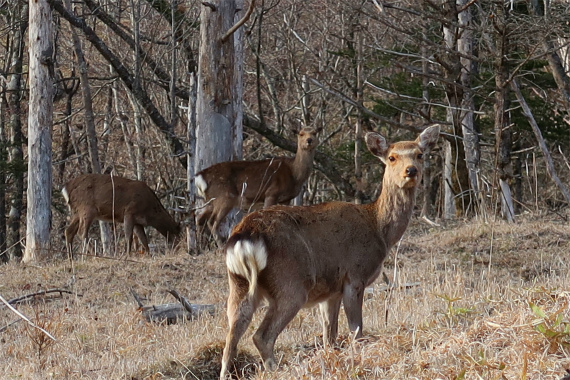 シカの群れとの遭遇