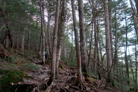 富士見平小屋根っこ地帯の急登