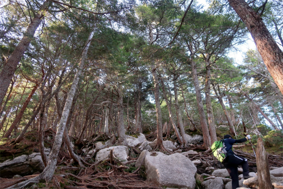 金峰山への登山ルート急登が永遠
