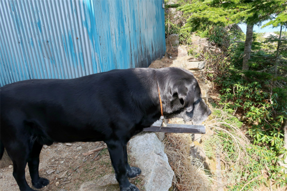 金峰山小屋犬