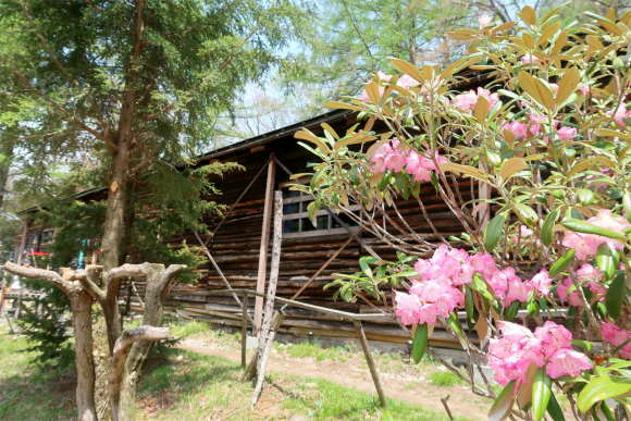 富士見平小屋周辺のシャクナゲ