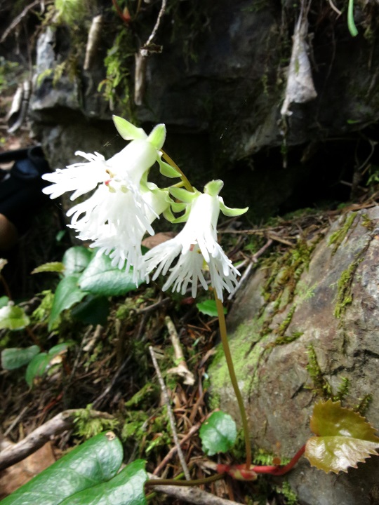 七面山登山中に見た白いイワカガミ