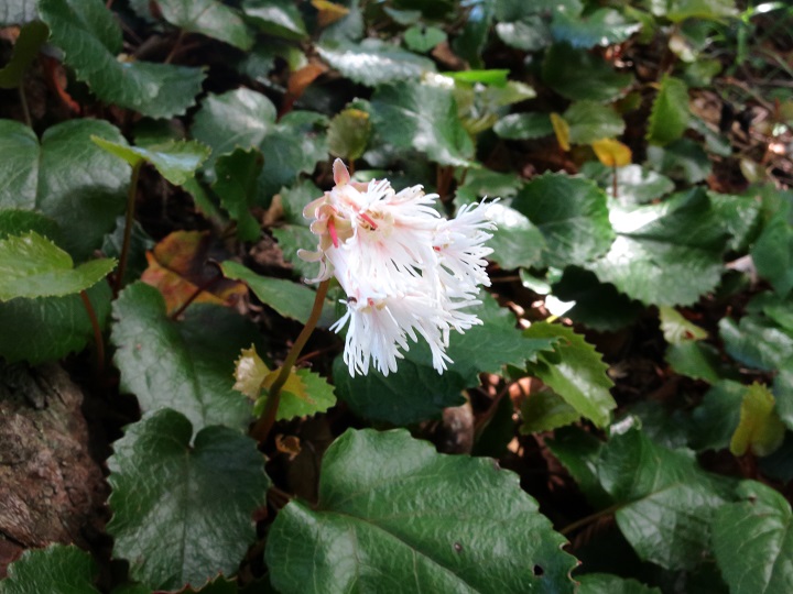 希望峰周辺イワカガミ見頃