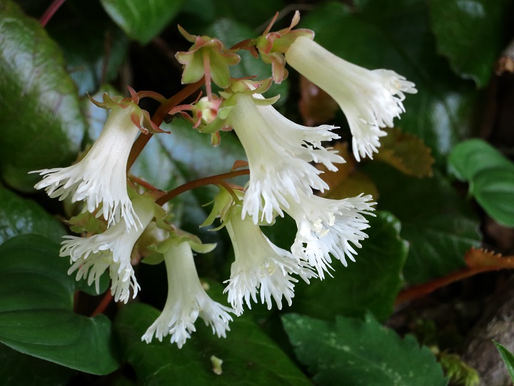 白いイワカガミの純白姿