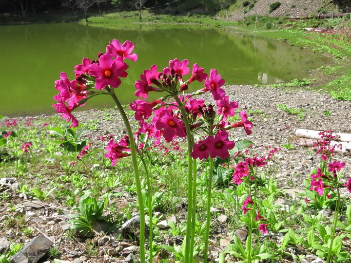 敬慎院のクリンソウ