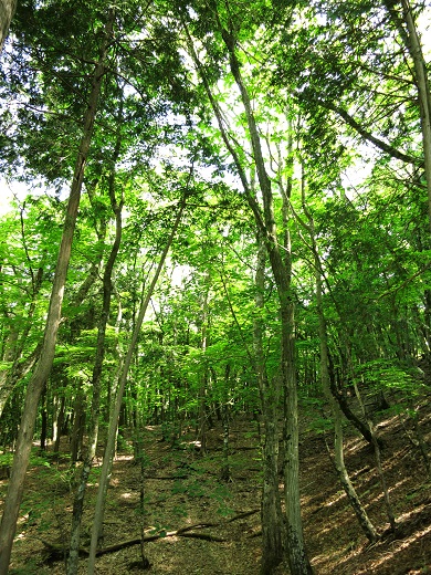f:id:aohige0718:20190702135951j:plain 登山道新緑