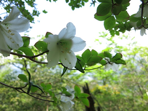 f:id:aohige0718:20190702140032j:plain 蛭ヶ岳南稜ツヅジ