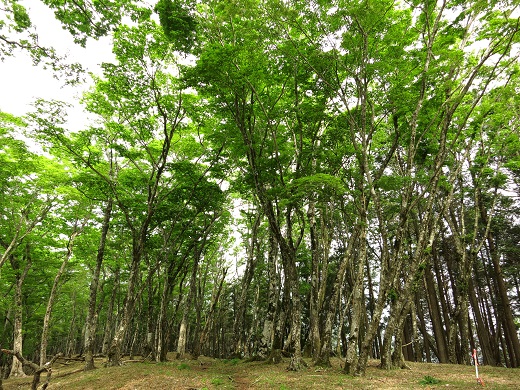 f:id:aohige0718:20190702140200j:plain 鍋割峠近くの新緑