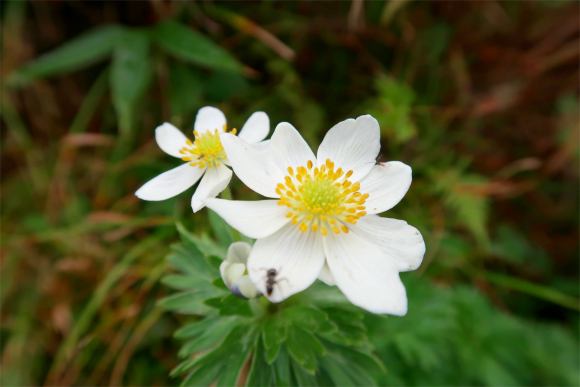 お花が大日岳への登山ルート上に咲いている