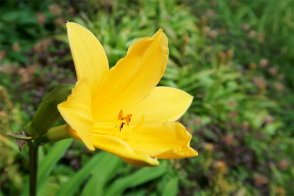 大日岳の登山道の脇にニッコウキスゲ