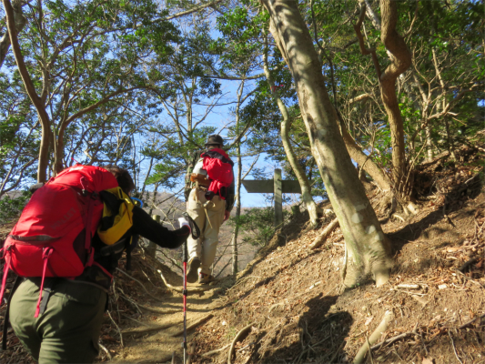 梅ノ木尾根を登ると大山から大山三峰への縦走路と合流