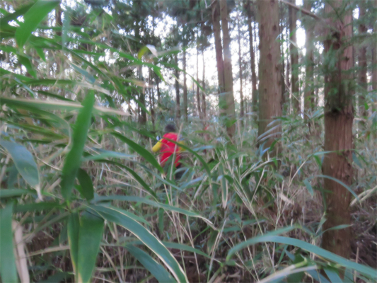 入山周辺も藪道