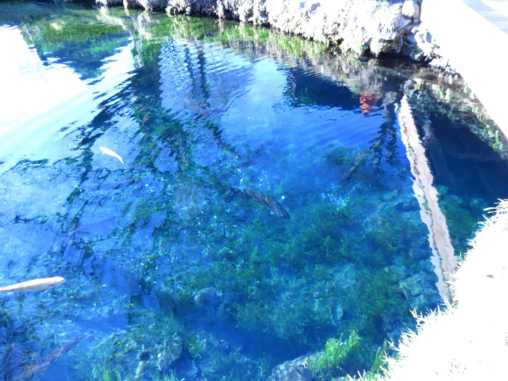 忍野八海湧水綺麗なブルー色