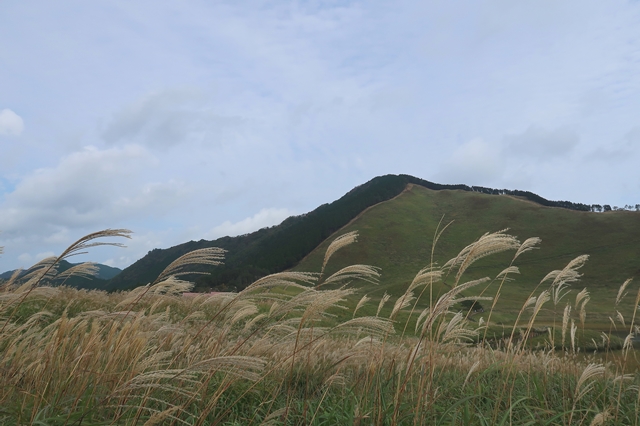 f:id:aohige0718:20191101231104j:plain ススキが綺麗