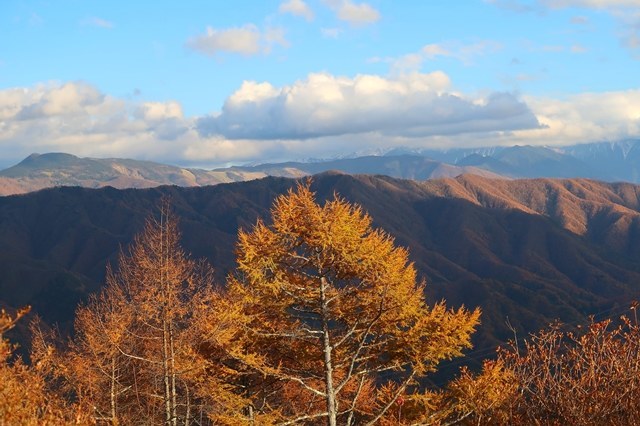 山頂周辺の落葉松