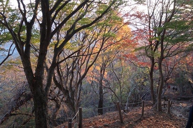 大倉尾根の紅葉