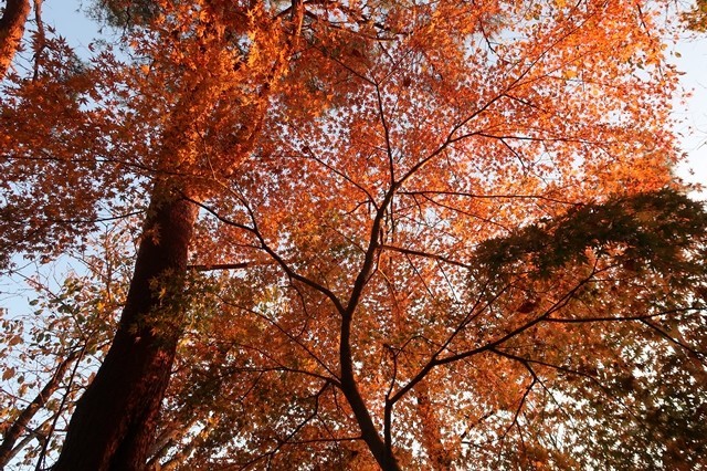 大倉尾根の紅葉様子