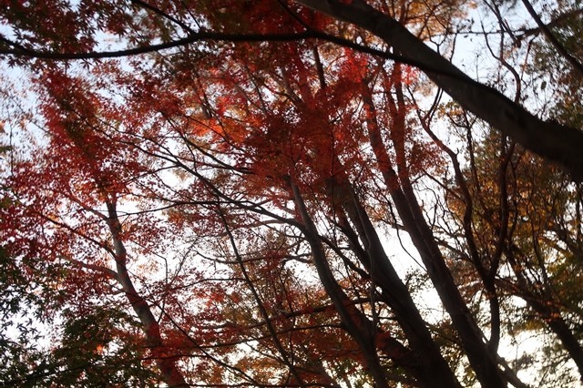 大倉尾根の紅葉暗い