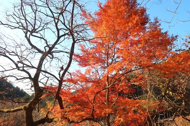 f:id:aohige0718:20191216214630j:plain マルガヤ尾根を目指し歩いていくと紅葉