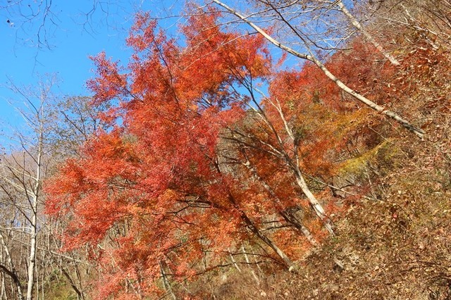 f:id:aohige0718:20191216214743j:plain 丹沢マルガヤ尾根紅葉