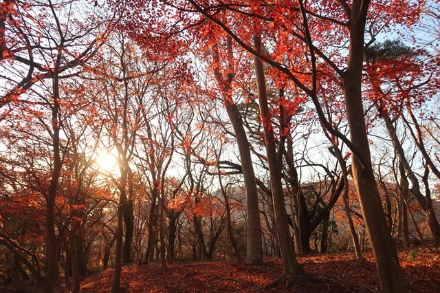 f:id:aohige0718:20191216215810j:plain 大倉尾根丁度夕焼けタイム