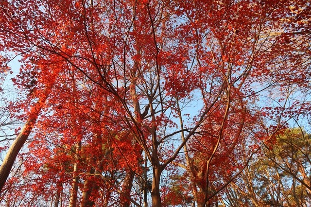 f:id:aohige0718:20191216215818j:plain 大倉尾根の紅葉