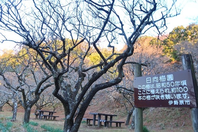 f:id:aohige0718:20200105082132j:plain 日向梅園