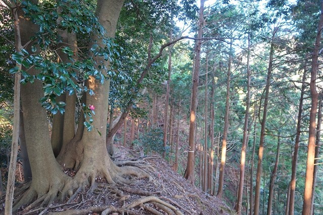 f:id:aohige0718:20200105082249j:plain 梅ノ木尾根木の根っこゾーン痩せ尾根箇所