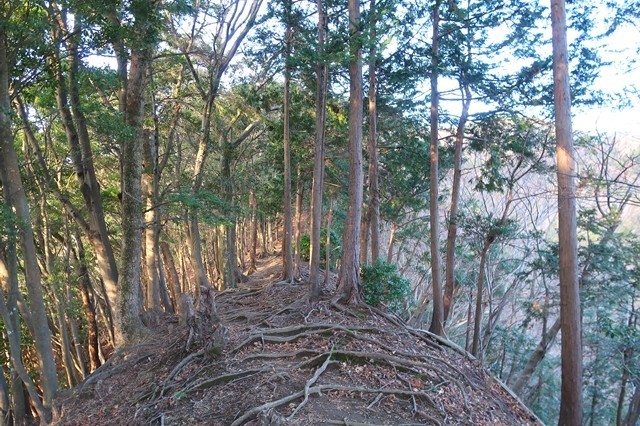 f:id:aohige0718:20200105084956j:plain P537登山道