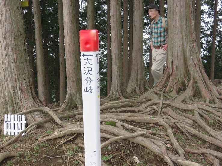 梅ノ木尾根・弁天御髪尾根大沢分岐