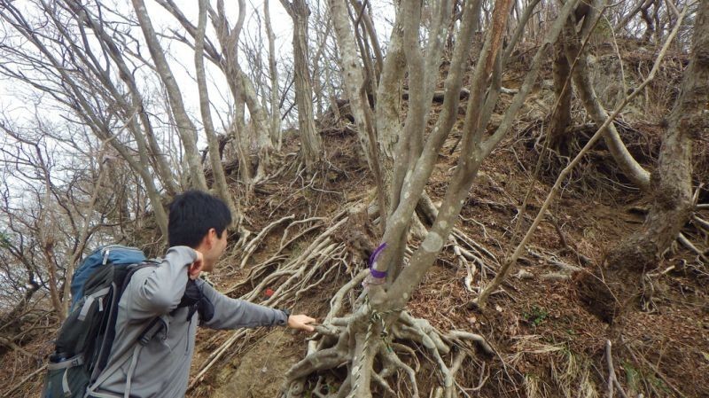 見晴らし広場・すりばち広場分岐からの下り道