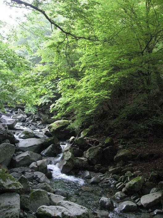 用木沢沢沿いのルート