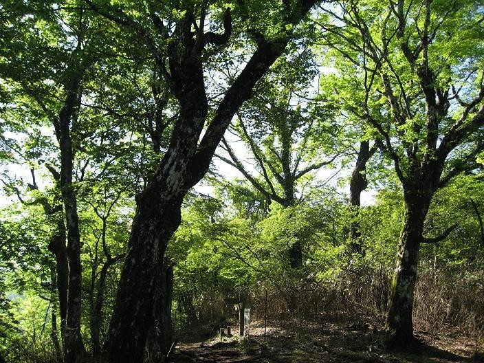 犬越路避難小屋から大笄の間の登山道は新緑が素晴らしい