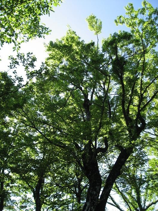 檜洞丸登山道の新緑の美しさ