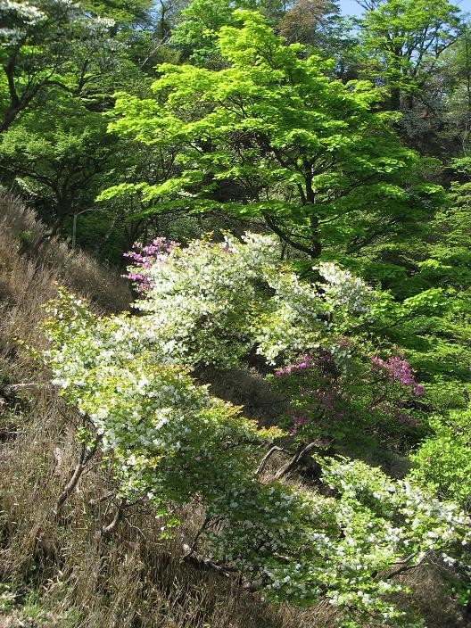 檜洞丸登山道ミツバツヅジ・シロヤシオの木々