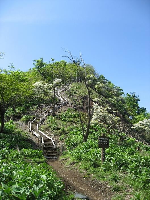 檜洞丸丸へのルート上多くのシロヤシオの木々白い花