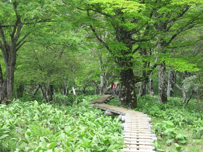 同角ノ頭・ツツジ新道のコース名物の木道